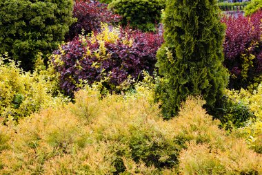 parkta süs çalıları