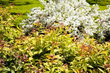 parkta süs çalıları