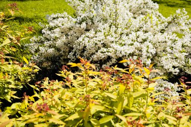 parkta süs çalıları