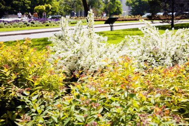 parkta süs çalıları