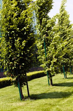 ağaçların çevresinde, not alan sığ derinliği yeşil çim ile park Avenue