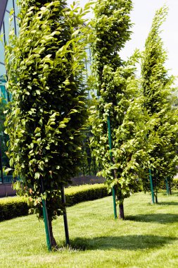 ağaçların çevresinde, not alan sığ derinliği yeşil çim ile park Avenue