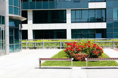 Parkta bir gül çalısı, etrafındaki çimlerle, dikkat et sığ bir tarla