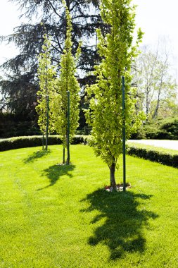 ağaçların çevresinde, not alan sığ derinliği yeşil çim ile park Avenue