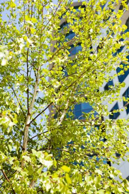 Not alan sığ derinliği arka planda gökyüzü ile Treetop