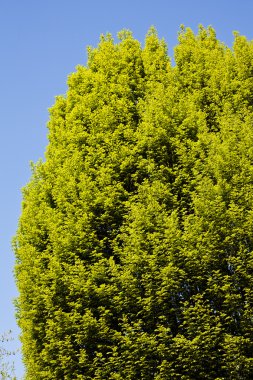 Not alan sığ derinliği arka planda gökyüzü ile Treetop