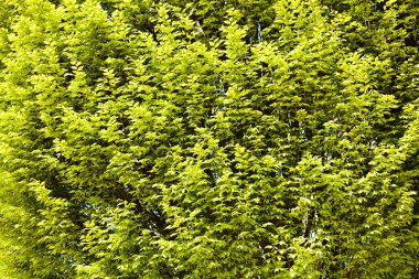 Not alan sığ derinliği arka planda gökyüzü ile Treetop