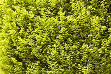 Not alan sığ derinliği arka planda gökyüzü ile Treetop