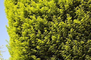 Not alan sığ derinliği arka planda gökyüzü ile Treetop