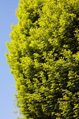 Not alan sığ derinliği arka planda gökyüzü ile Treetop