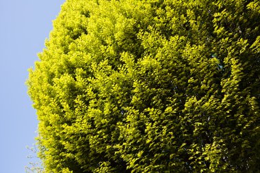 Not alan sığ derinliği arka planda gökyüzü ile Treetop