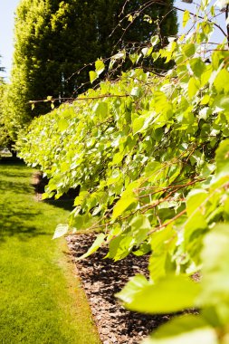 Not alan sığ derinliği güneşli bir bahar bırakır