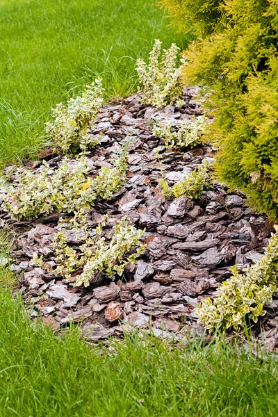 Parktaki süs gibi bitkiler ve taşlar, sığ alan derinliğine dikkat edin.