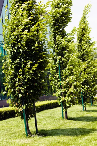 ağaçların çevresinde, not alan sığ derinliği yeşil çim ile park Avenue