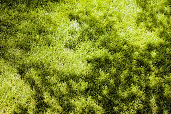 Sombras Árvore Grama Parque Observe Profundidade Rasa Campo — Fotografia de Stock