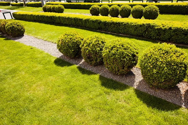 evergreen hedges in nature