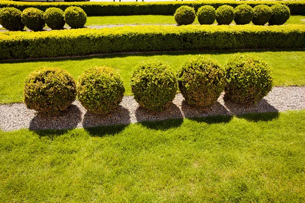 Evergreen Hedges Parks Note Shallow Depth Field — Stock Photo, Image