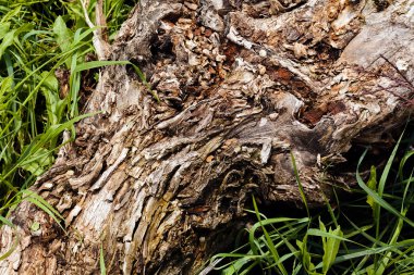 Ağaç kabuğu doğada, Not alan sığ derinliği