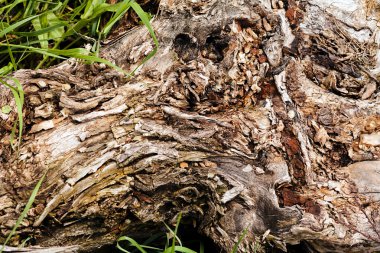 Ağaç kabuğu doğada, Not alan sığ derinliği