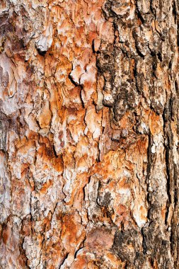 Ağaç kabuğu doğada, Not alan sığ derinliği