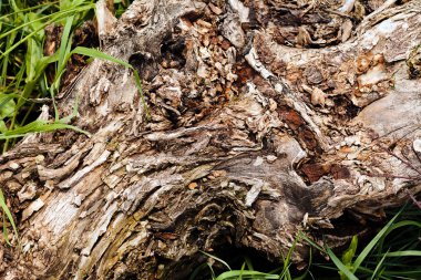 Ağaç kabuğu doğada, Not alan sığ derinliği