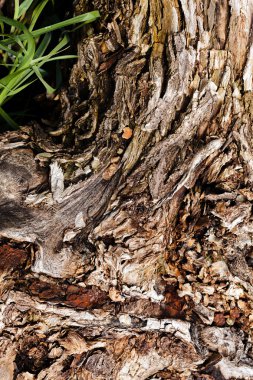 Ağaç kabuğu doğada, Not alan sığ derinliği