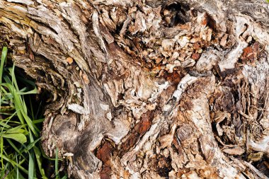 Ağaç kabuğu doğada, Not alan sığ derinliği