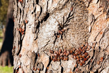 Not alan sığ derinliği bir ağaç kabuğu üzerinde kırmızı begbugs