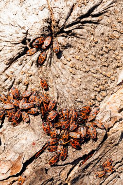 Not alan sığ derinliği bir ağaç kabuğu üzerinde kırmızı begbugs