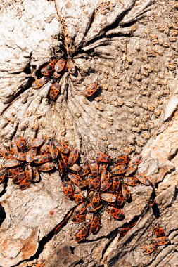 Not alan sığ derinliği bir ağaç kabuğu üzerinde kırmızı begbugs