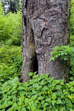 Çevresinde çimen olan yeşil ormandaki sandık, sığ alan derinliğine dikkat edin.