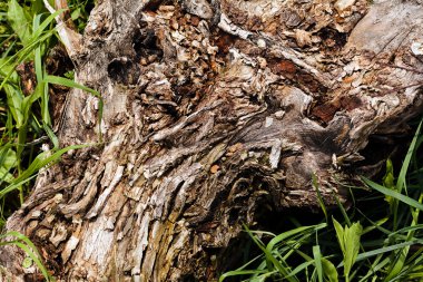 Ağaç kabuğu doğada, Not alan sığ derinliği