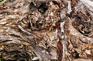 Ağaç kabuğu doğada, Not alan sığ derinliği