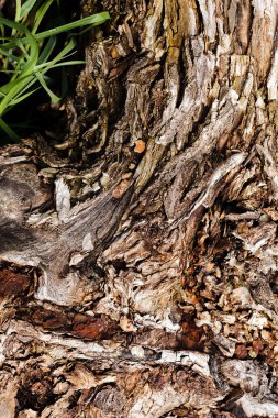 Ağaç kabuğu doğada, Not alan sığ derinliği