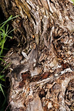 Ağaç kabuğu doğada, Not alan sığ derinliği