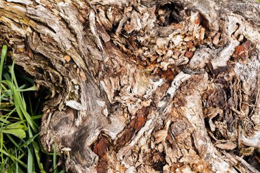 Ağaç kabuğu doğada, Not alan sığ derinliği