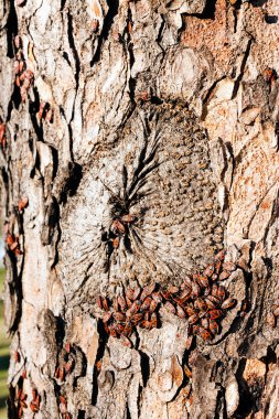 Not alan sığ derinliği bir ağaç kabuğu üzerinde kırmızı begbugs
