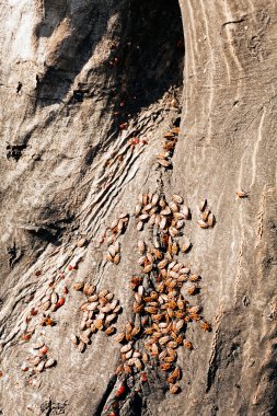 Not alan sığ derinliği bir ağaç kabuğu üzerinde kırmızı begbugs