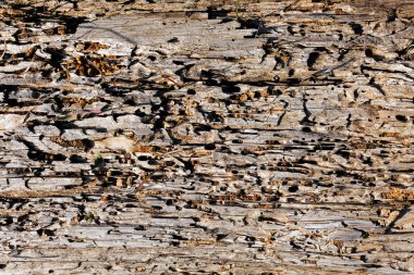 Ağaç kabuğu doğada, Not alan sığ derinliği