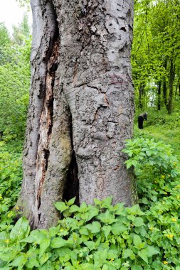 Çevresinde çimen olan yeşil ormandaki sandık, sığ alan derinliğine dikkat edin.