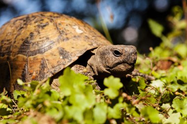 turtle in the green grass, note shallow depth of field