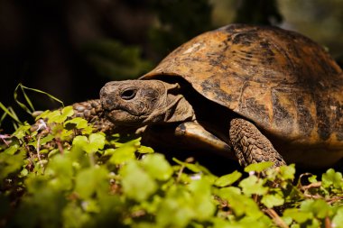 turtle in the green grass, note shallow depth of field