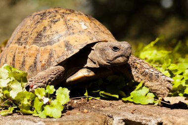 turtle in the green grass, note shallow depth of field