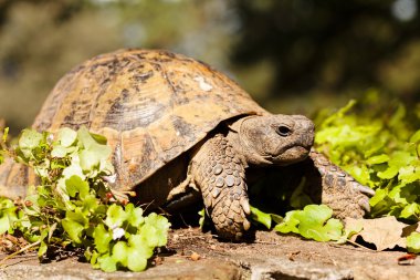 turtle in the green grass, note shallow depth of field