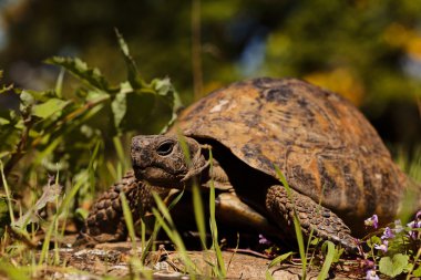 turtle in the green grass, note shallow depth of field