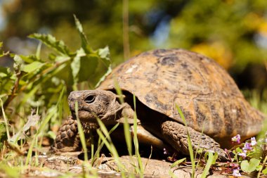 turtle in the green grass, note shallow depth of field
