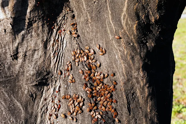 Czerwony Begbugs Korze Drzewa Uwaga Płytkiej Głębi Ostrości — Zdjęcie stockowe