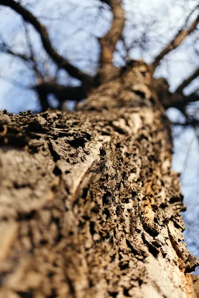 Écorce Arbre Dans Nature Note Faible Profondeur Champ — Photo