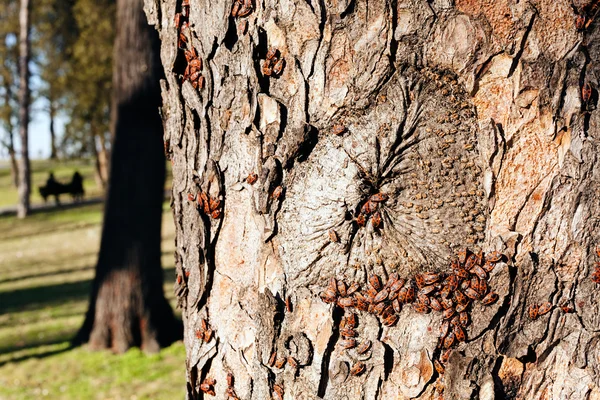 Pengemis Merah Kulit Pohon Catatan Kedalaman Dangkal Lapangan — Stok Foto