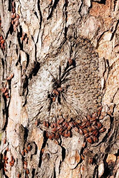 Begbugs Vermelhos Casca Uma Árvore Observe Profundidade Rasa Campo — Fotografia de Stock